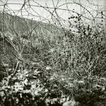 Image / illustration